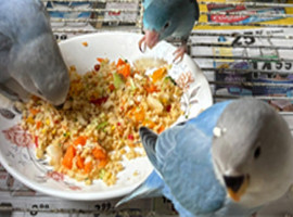 Alimentation